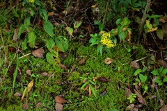 山の日陰の花