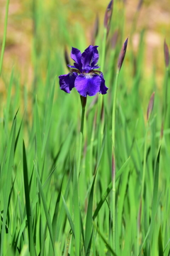 DSC_2546　いずれ菖蒲か杜若