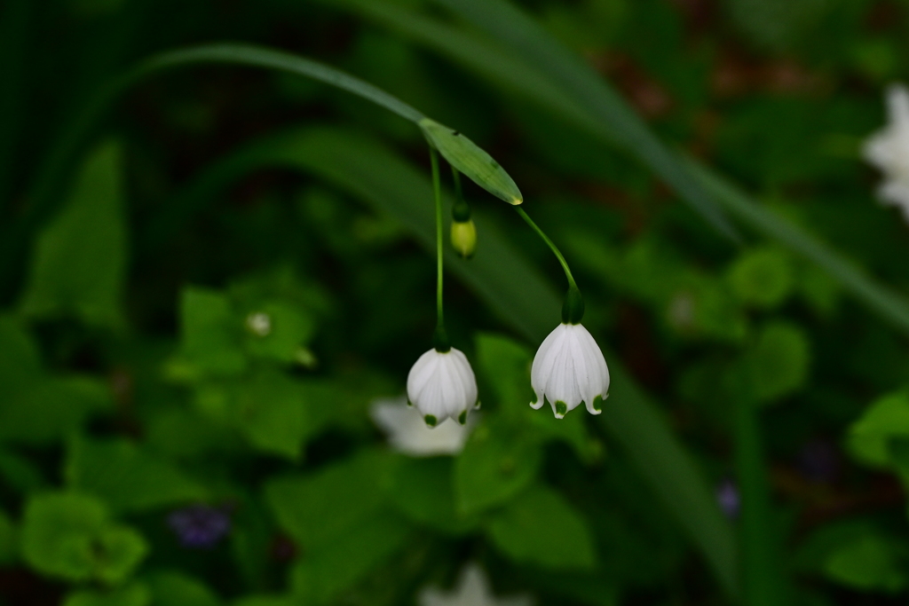 DSC_3828　白と緑
