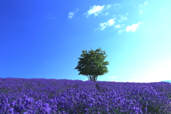 丘の上のラベンダー２