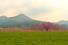 カルビーの桜