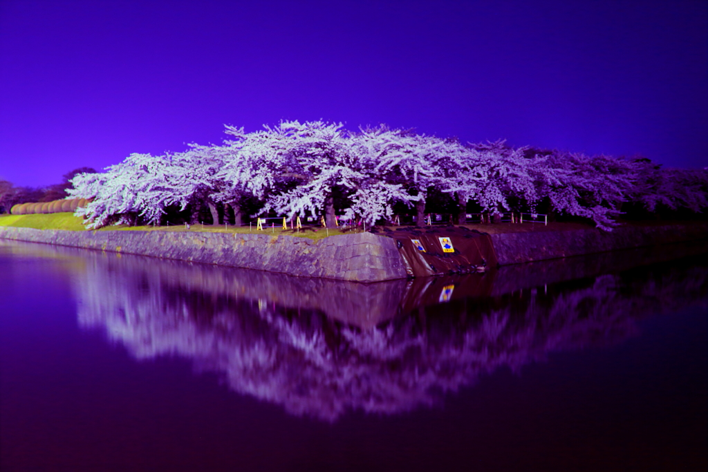五稜郭夜桜