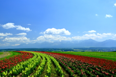 天空の花畑