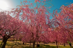しだれ桜