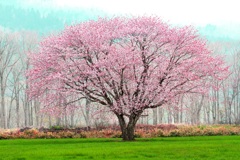 草原の名もない一本桜