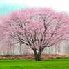 草原の名もない一本桜