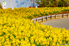 花道は続くよ、どこまでも