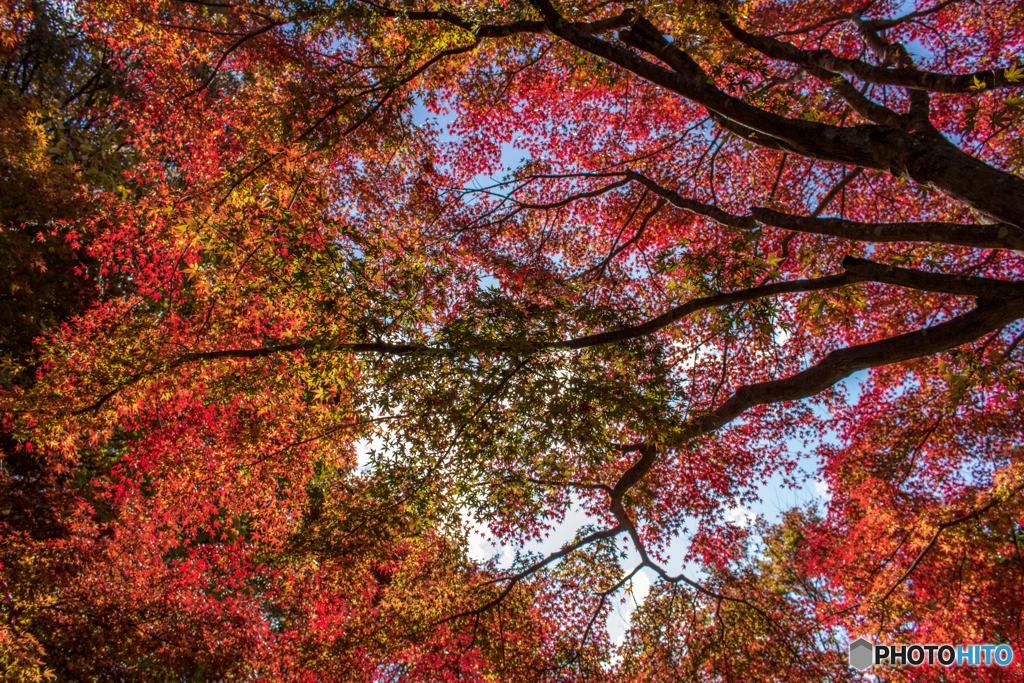 紅葉のカーテン