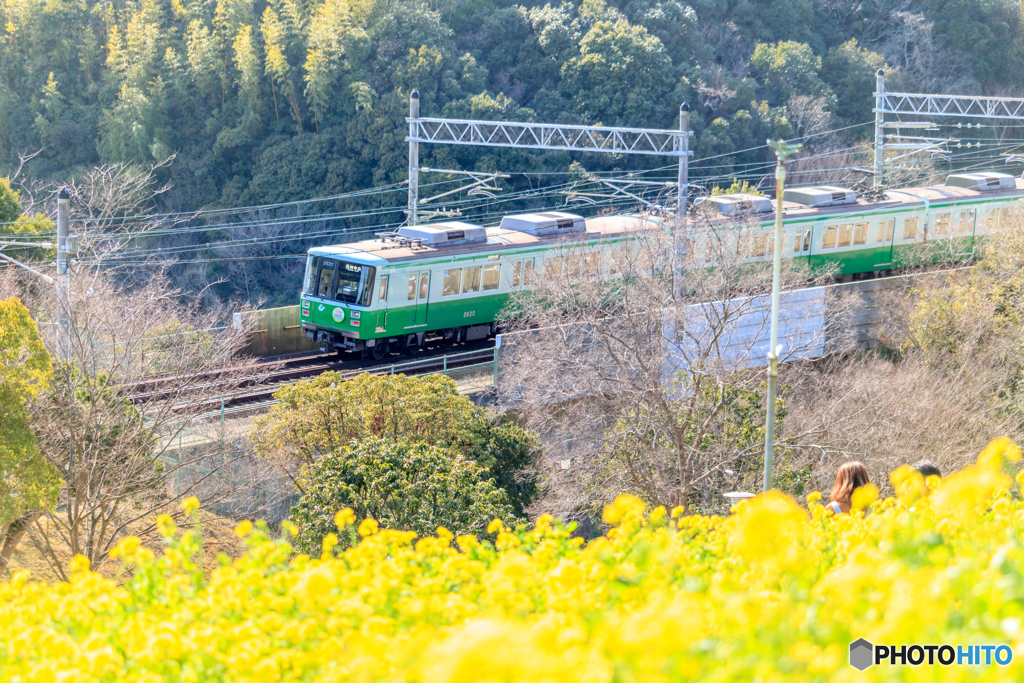 菜の花畑と電車