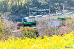 菜の花畑と電車
