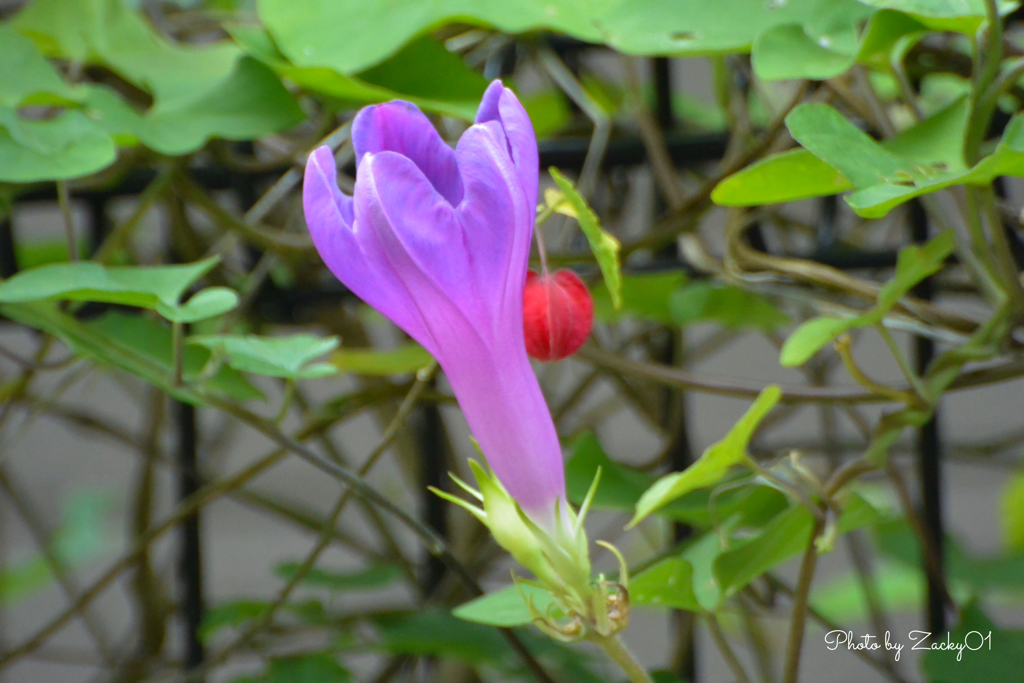 柔らかな京紫色