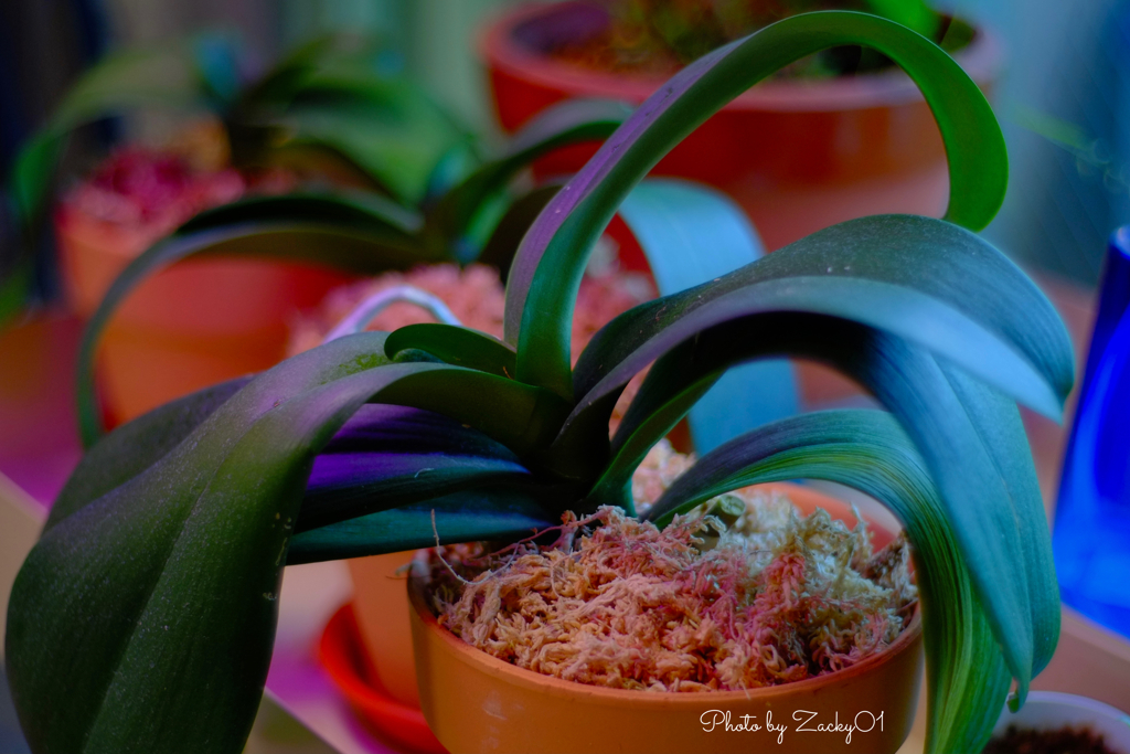 植え替えて