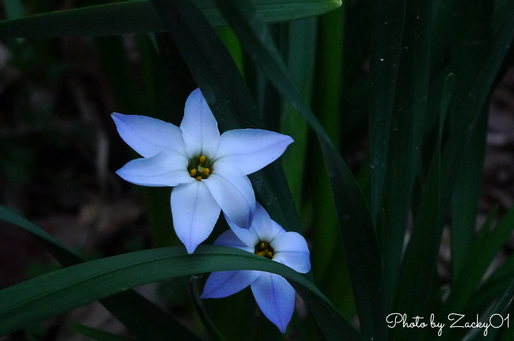 花言葉は星への願い By Zacky01 Id 写真共有サイト Photohito