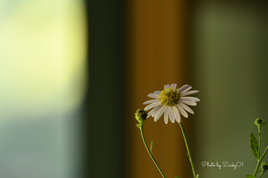 何気ない草花の美しさ