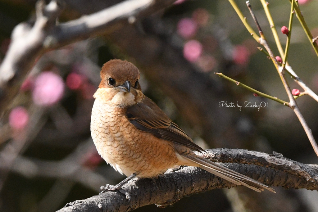 Almond-shaped eyes