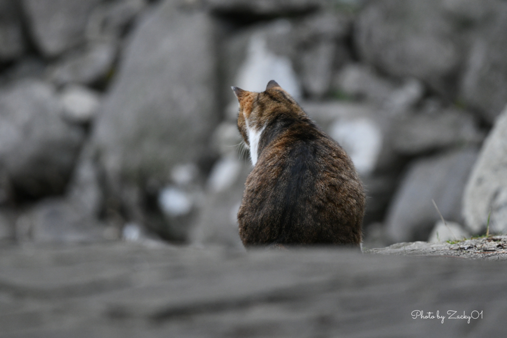 石垣の猫