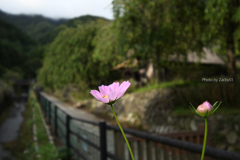 根場（ねんば）の思い出