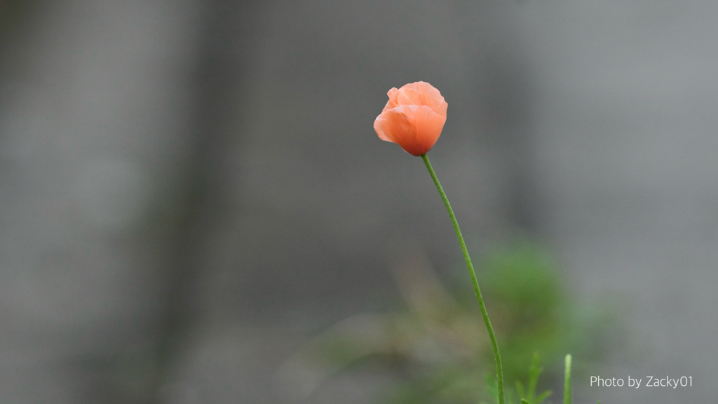 縁石に咲く一輪の花