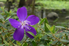 湖畔の紫紺野牡丹