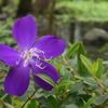 湖畔の紫紺野牡丹