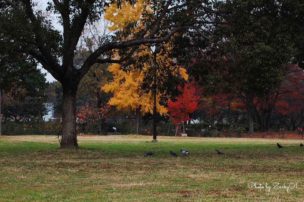 公園でのひととき