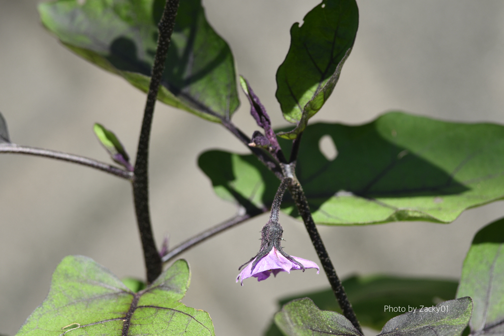 茄子の花
