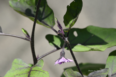 茄子の花