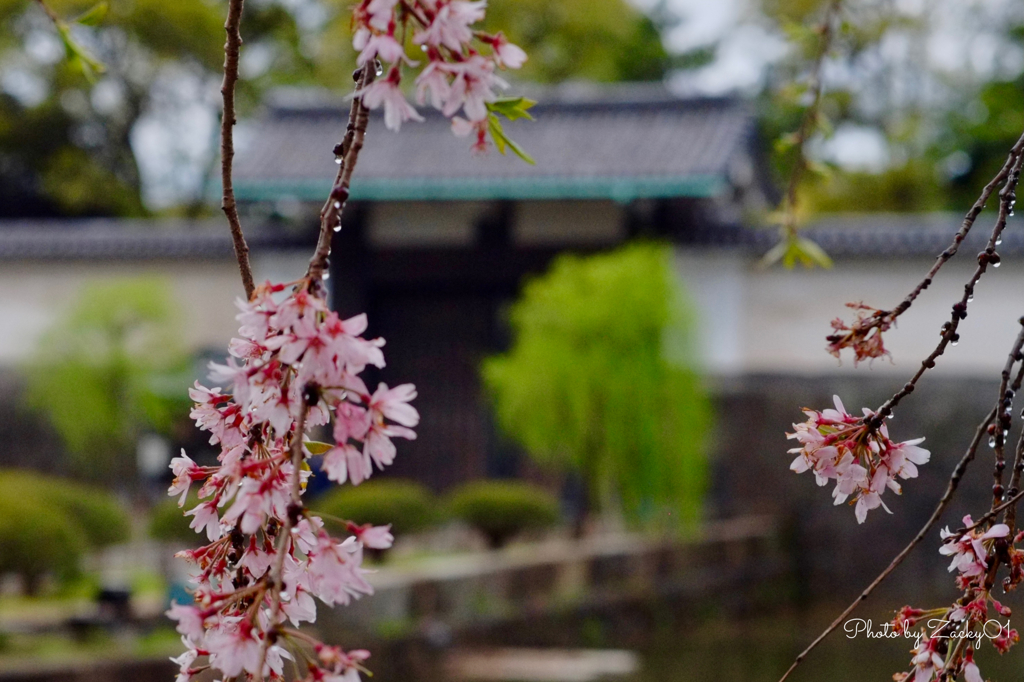 東御苑の桜花たち
