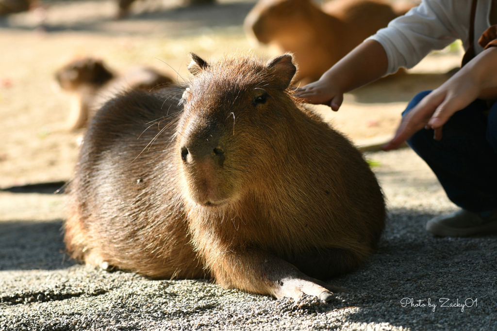 優しい右手