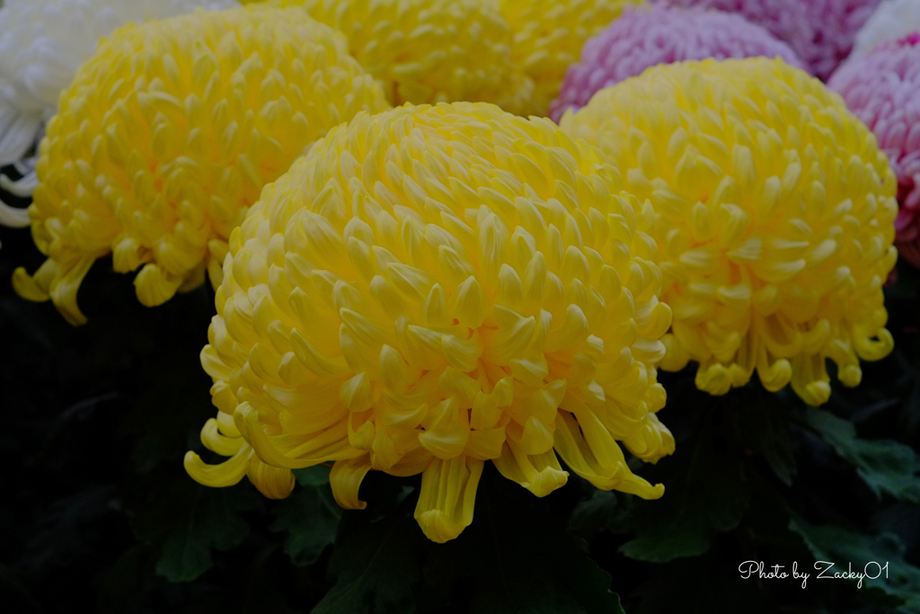 黄金の花