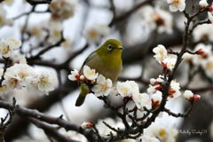 花に囲まれて