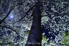 月夜の桜