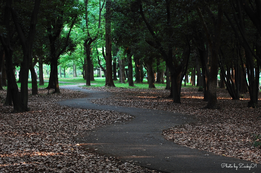 My favorite footpath in the forest