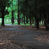 My favorite footpath in the forest