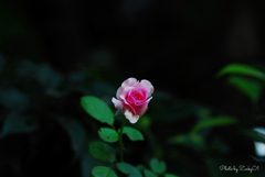 桃色の薔薇