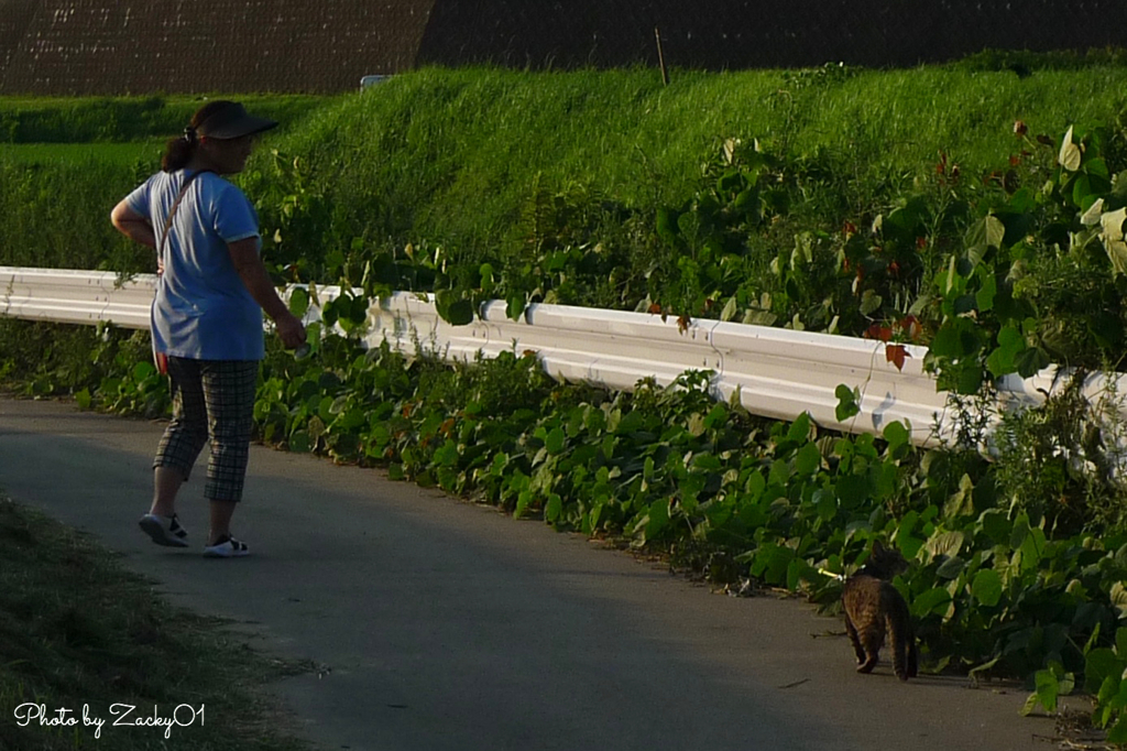 猫ちゃんと散歩