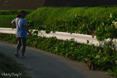 猫ちゃんと散歩