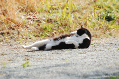 ポカポカ陽気の中で毛繕い