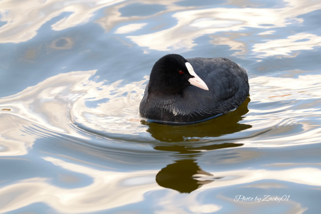 とろっとした水を行く