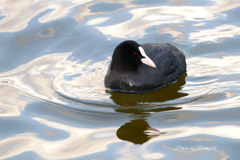 とろっとした水を行く