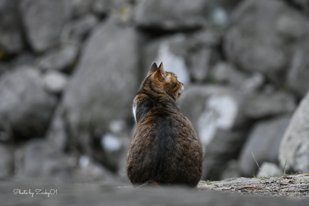 石垣の猫