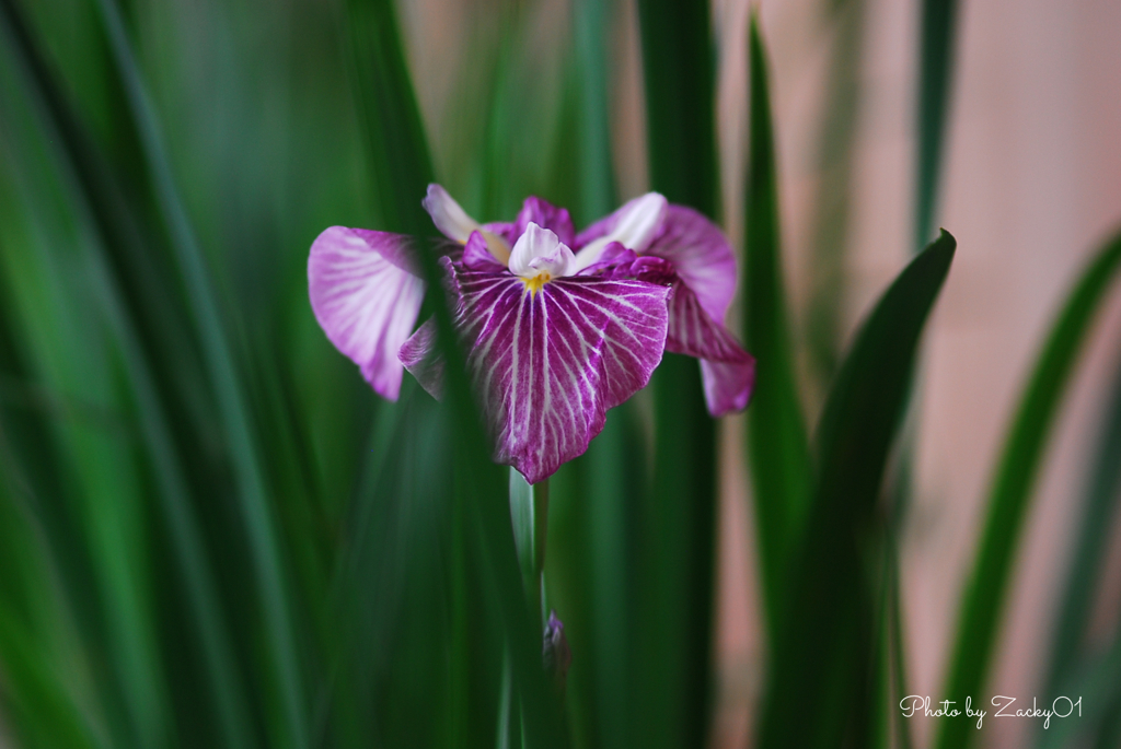 控えめ花菖蒲