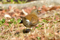 陽だまりにカサコソ動く