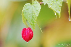 花言葉は「良い便り」