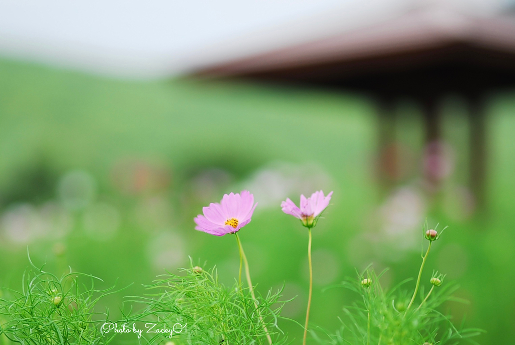 秋桜便り　秋伝へ