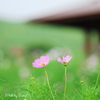 秋桜便り　秋伝へ