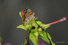 蜜を求めて