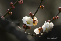 梅のお花の気持ち