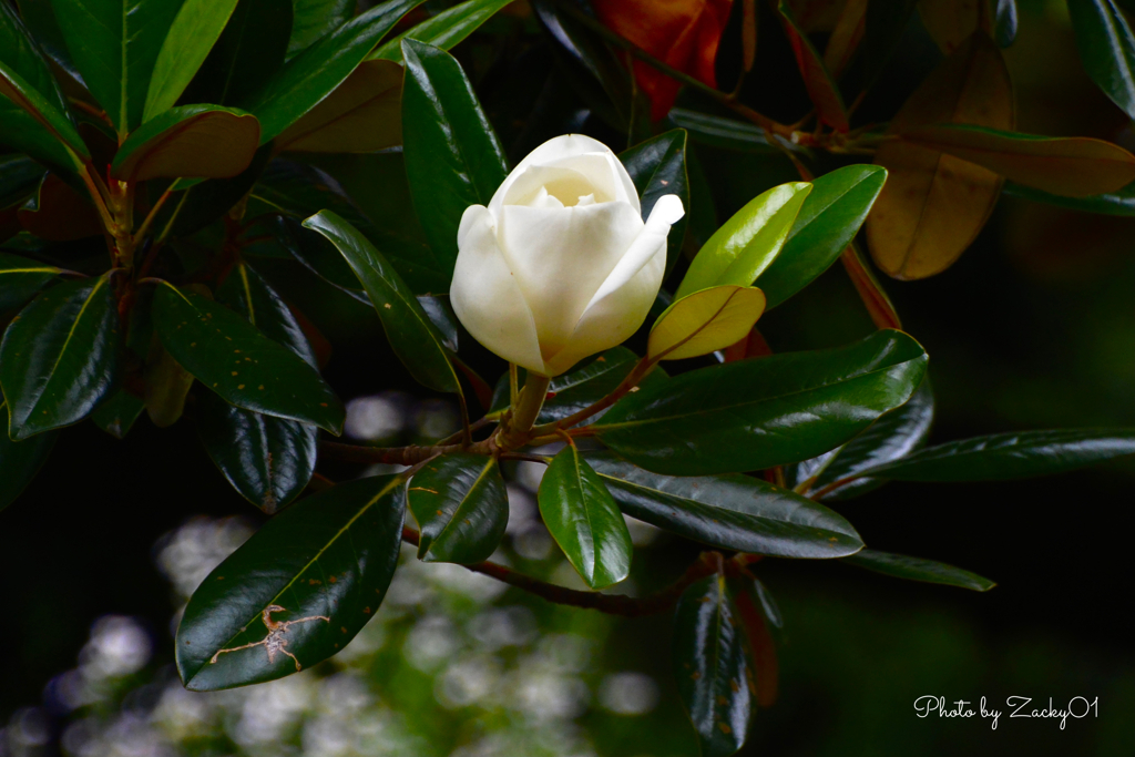 Southern magnolia