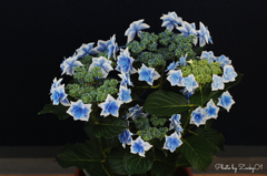 今朝の紫陽花